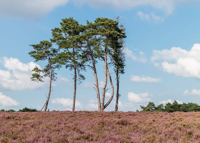 Grove dennen op de Tongerense Heide, Veluwe